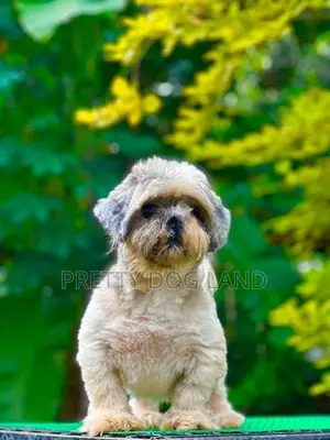 shih tzu female dog