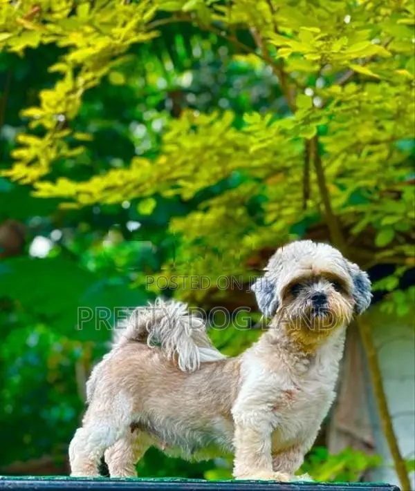 shih tzu female dog