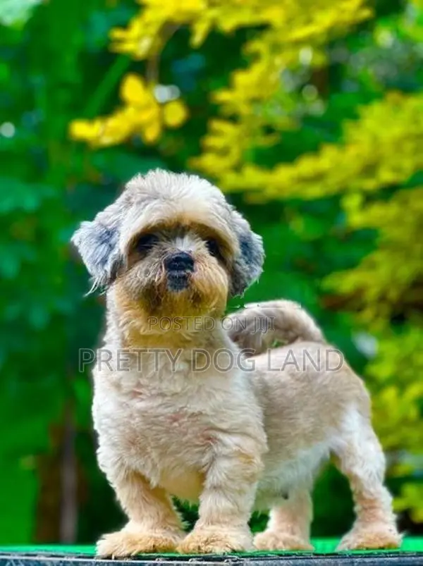 shih tzu female dog