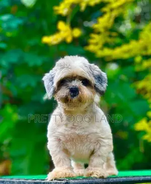 shih tzu female dog
