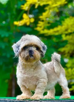 shih tzu female dog