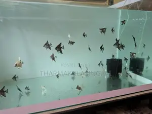 Angel fish