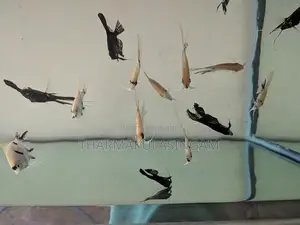 Angel fish
