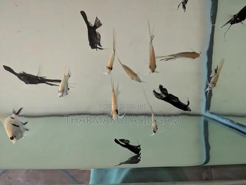 Angel fish