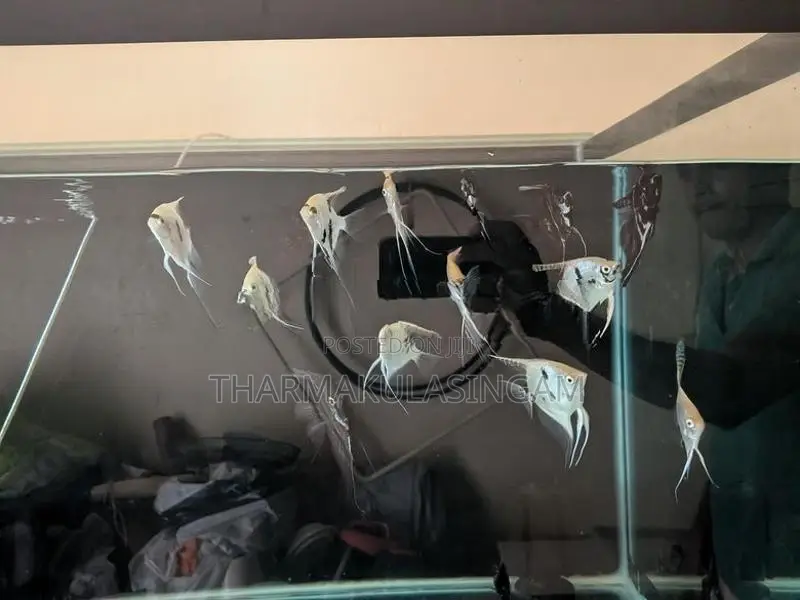 Angel fish