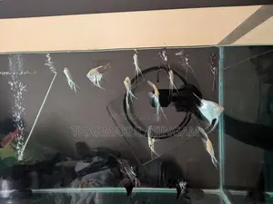 Angel fish