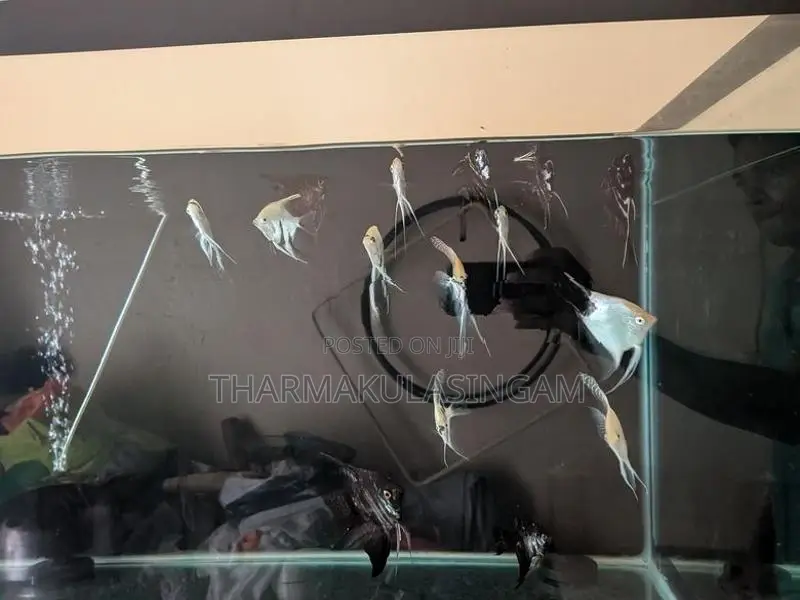 Angel fish