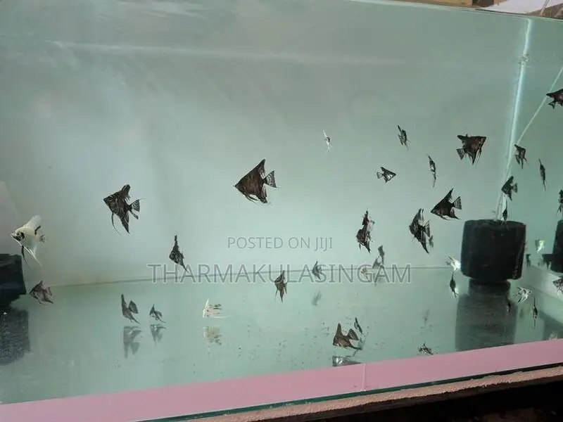 Angel fish