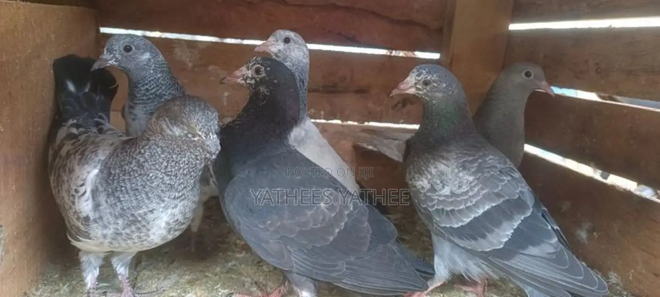 Pigeon