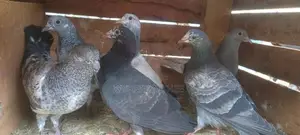 Pigeon
