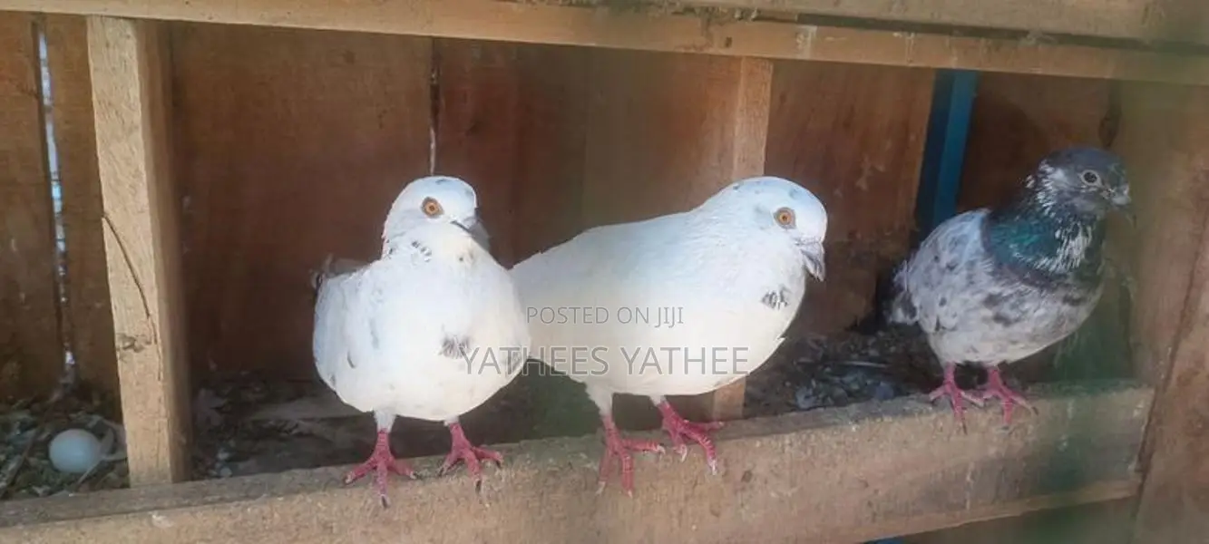 Pigeon