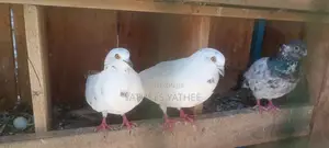 Pigeon
