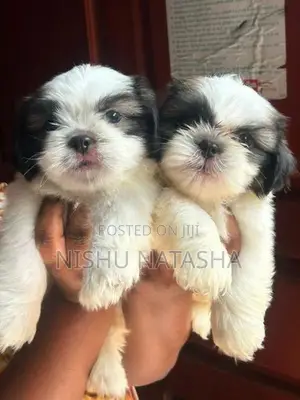 Shih Tzu Puppies