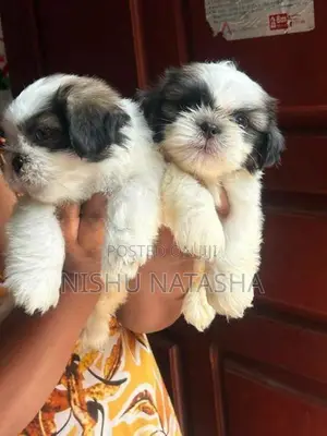 Shih Tzu Puppies