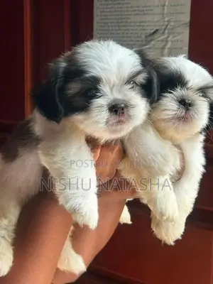 Shih Tzu Puppies