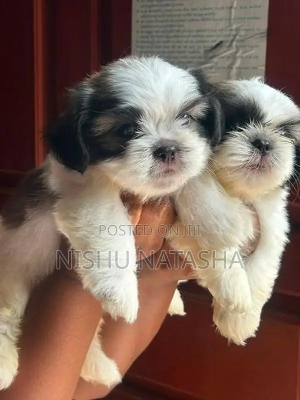 Shih Tzu Puppies