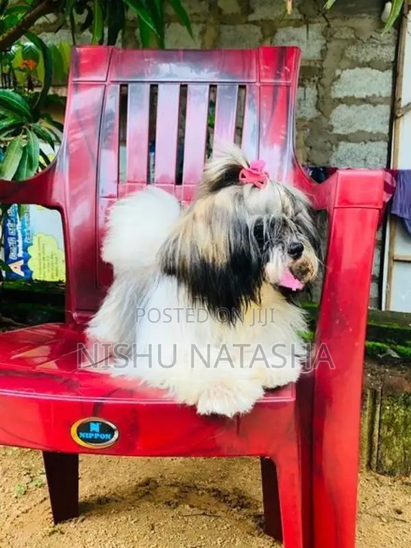 Shih Tzu Puppies