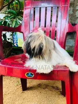 Shih Tzu Puppies