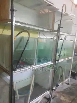 Discus fish tank