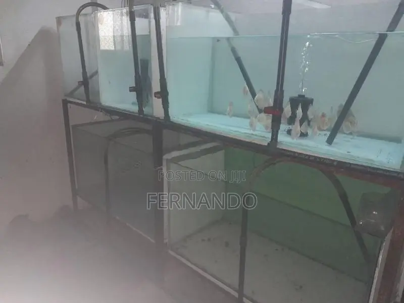 Discus fish tank