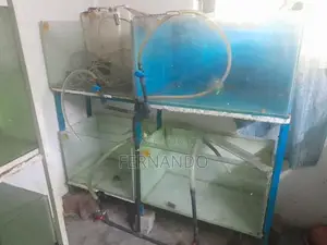 Discus fish tank