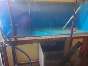 Discus fish tank