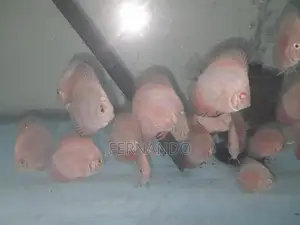 Discus Fish