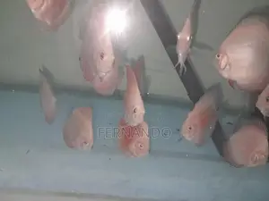 Discus Fish