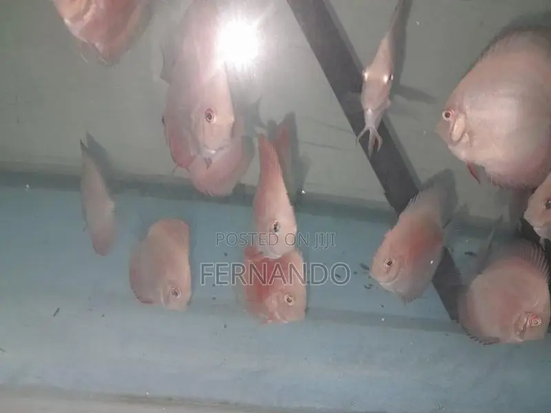 Discus Fish