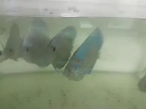 Discus Fish
