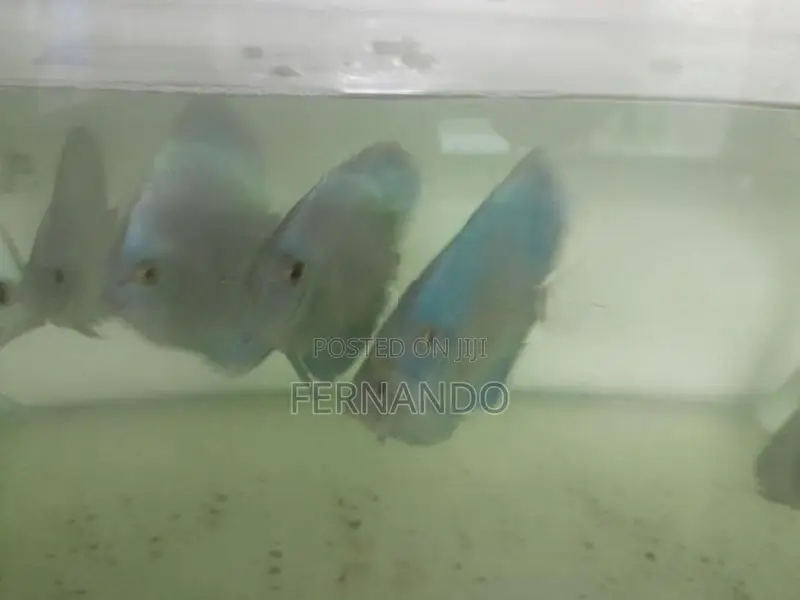 Discus Fish