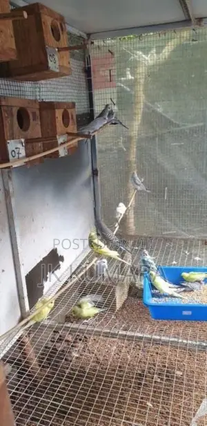 Budgerigar Birds