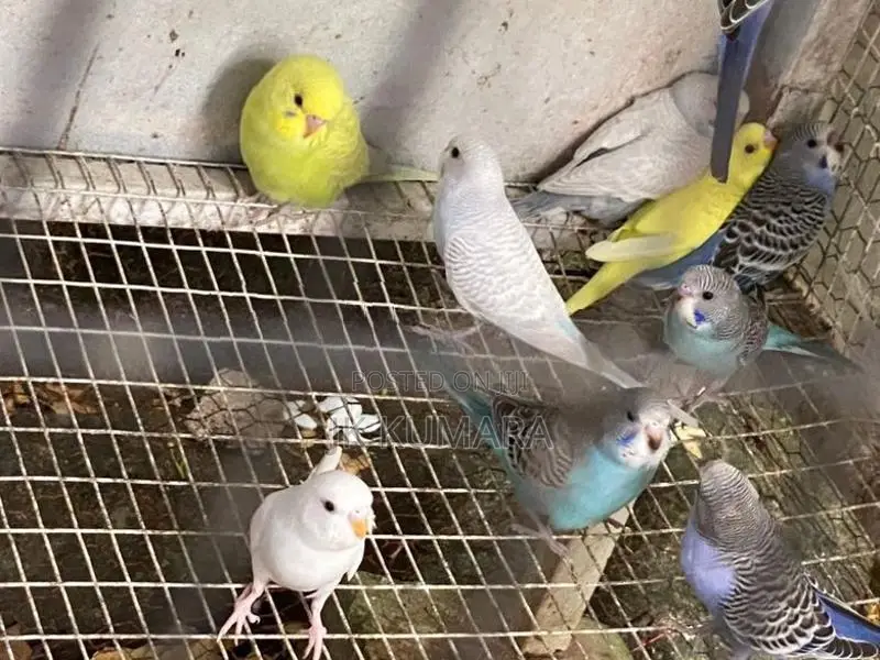 Budgerigar Birds