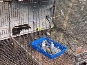 Budgerigar Birds