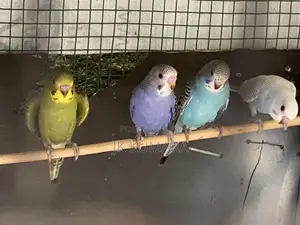 Budgerigar Birds