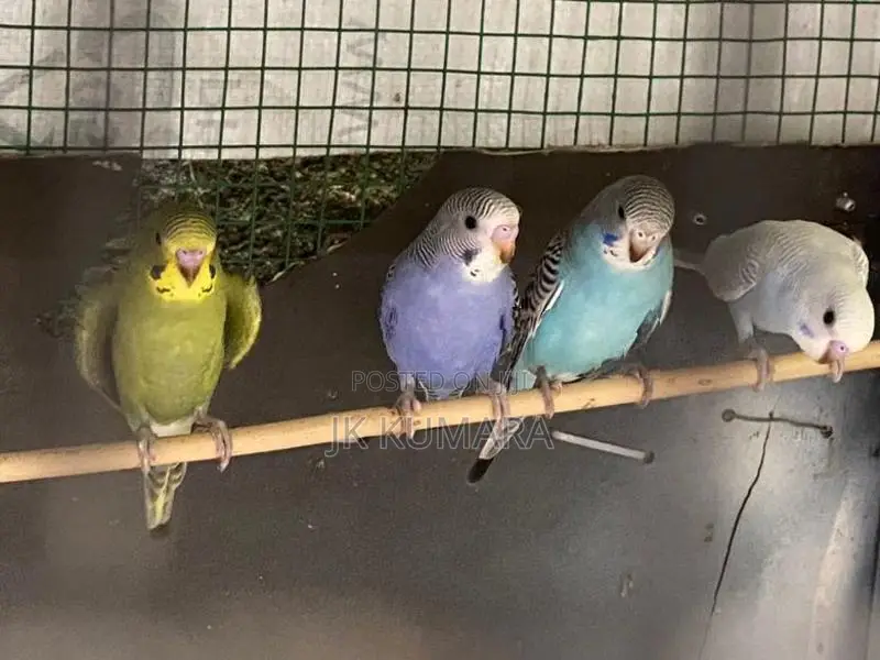 Budgerigar Birds