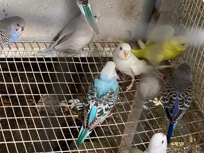 Budgerigar Birds