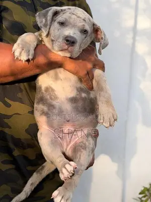 American Bully Puppies