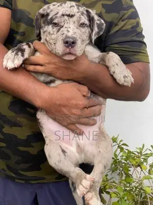 American Bully Puppies