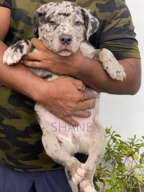 American Bully Puppies