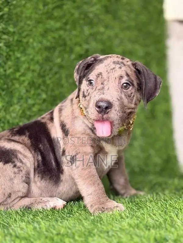 American Bully Puppies