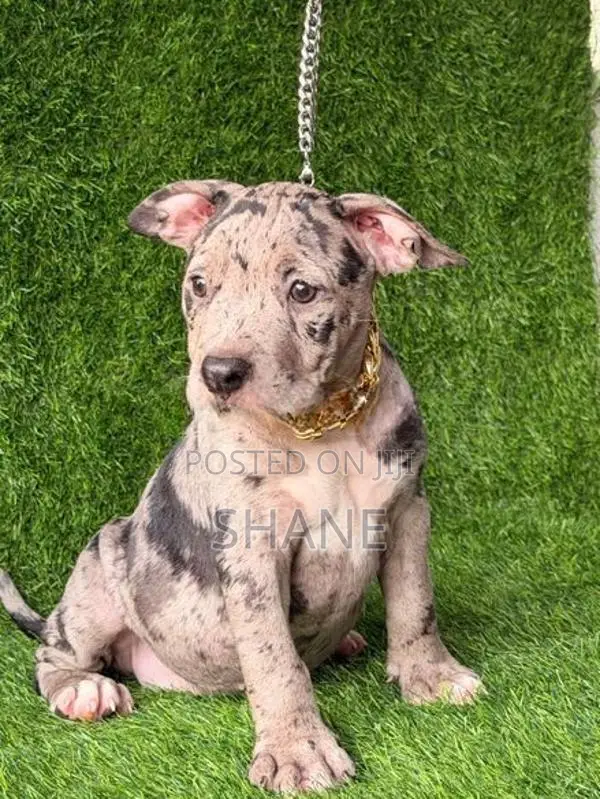 American Bully Puppies