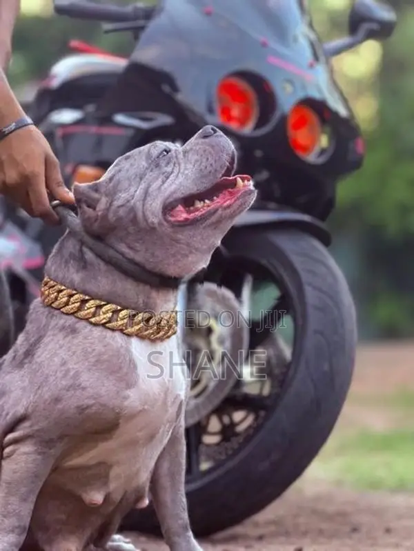 American Bully Puppies