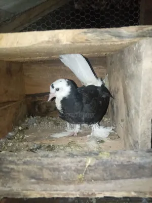 Pigeon விற்பனை