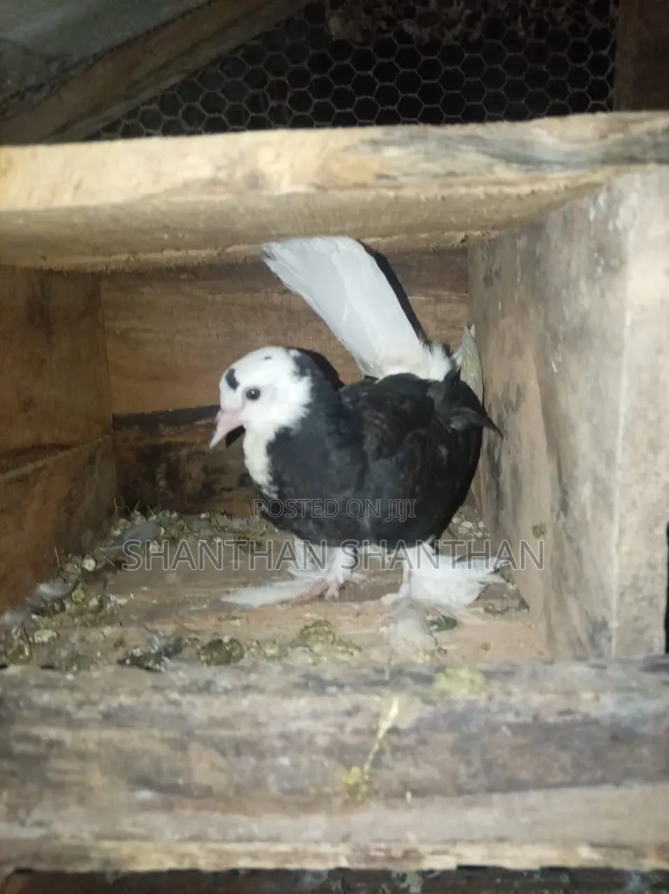 Pigeon விற்பனை