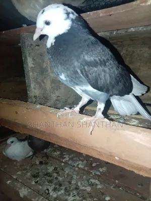 Pigeon விற்பனை