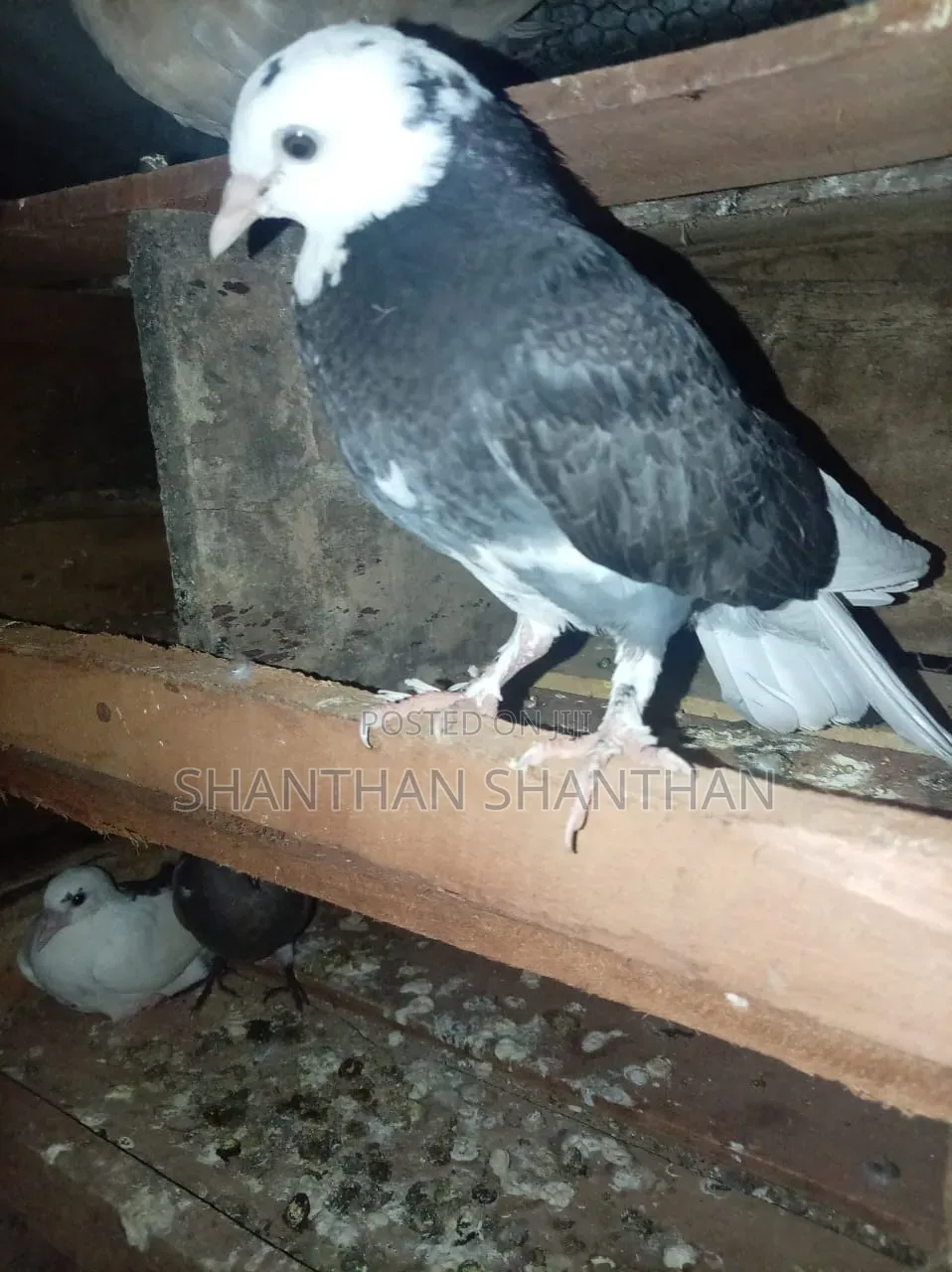 Pigeon விற்பனை