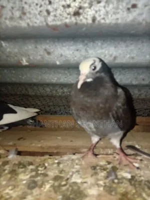 Pigeon விற்பனை