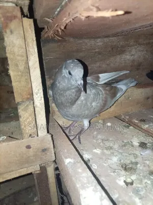 Pigeon விற்பனை