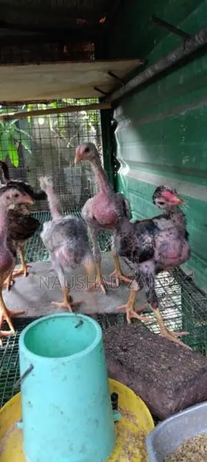 Roosters